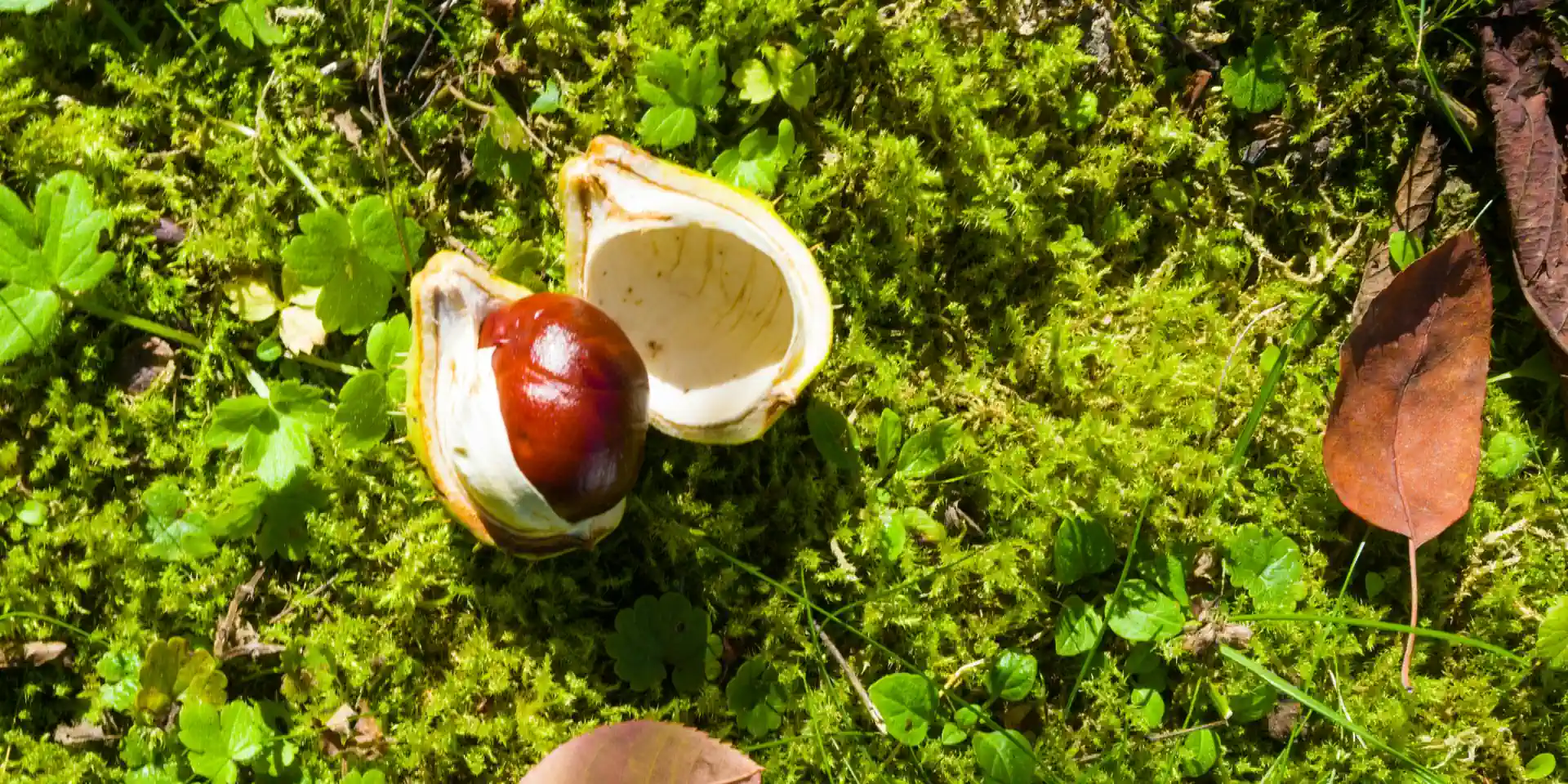 Nemitz - Entformungsmittel - Vorschaubild